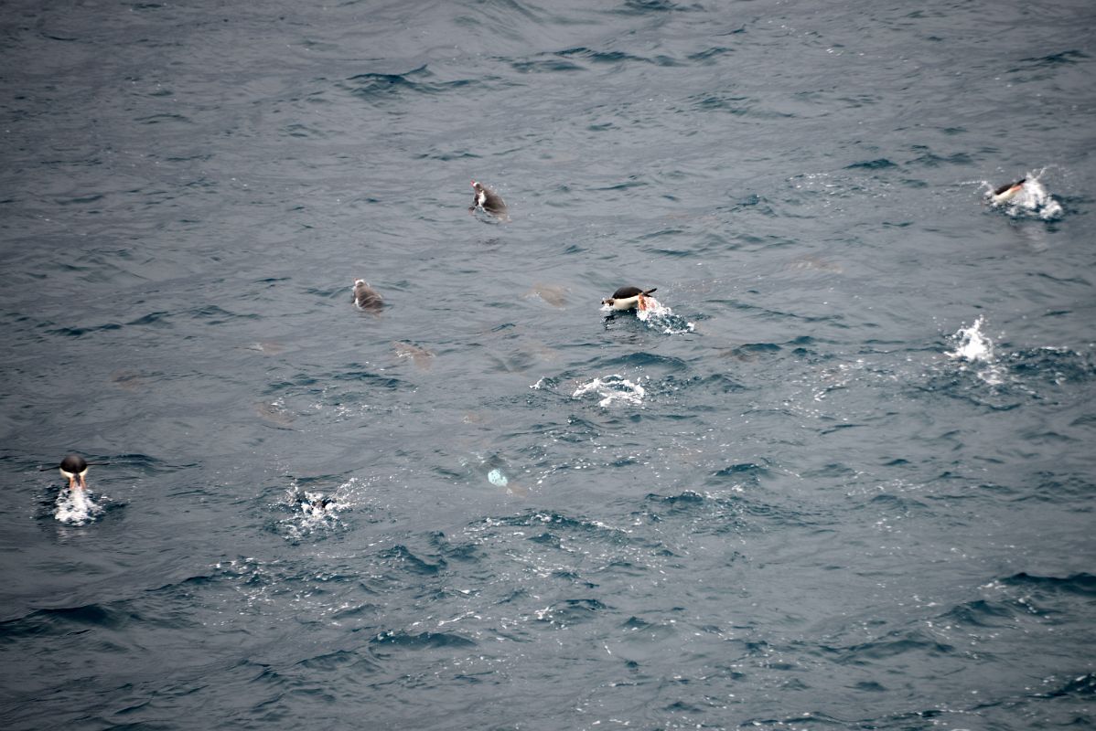 04A Penguins Jumping Out Of The Water Near Aitcho Barrientos Island In South Shetland Islands From Quark Expeditions Antarctica Cruise Ship